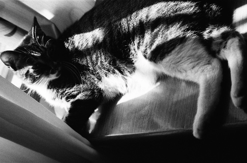 一只黑白相间的猫在阳光下躺在椅子上