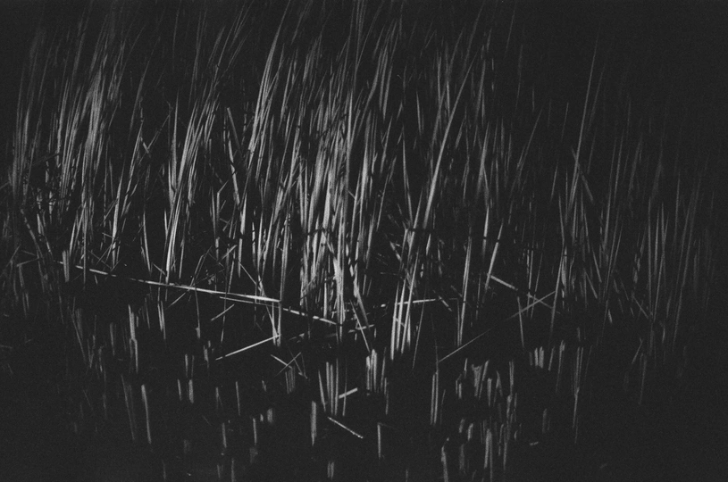 夜晚的湖泊 前景中有高草