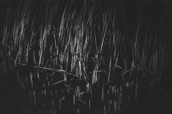 夜晚的湖泊 前景中有高草