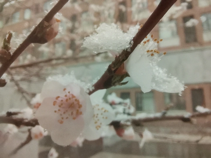 春天与雪