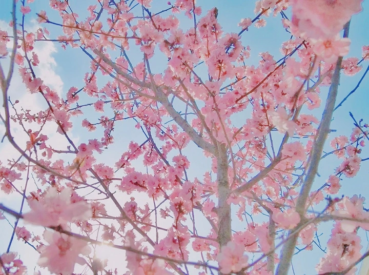 桃花