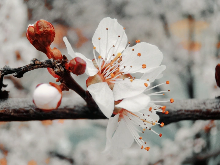 白梅似雪