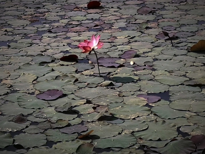 《孤芳自赏》
