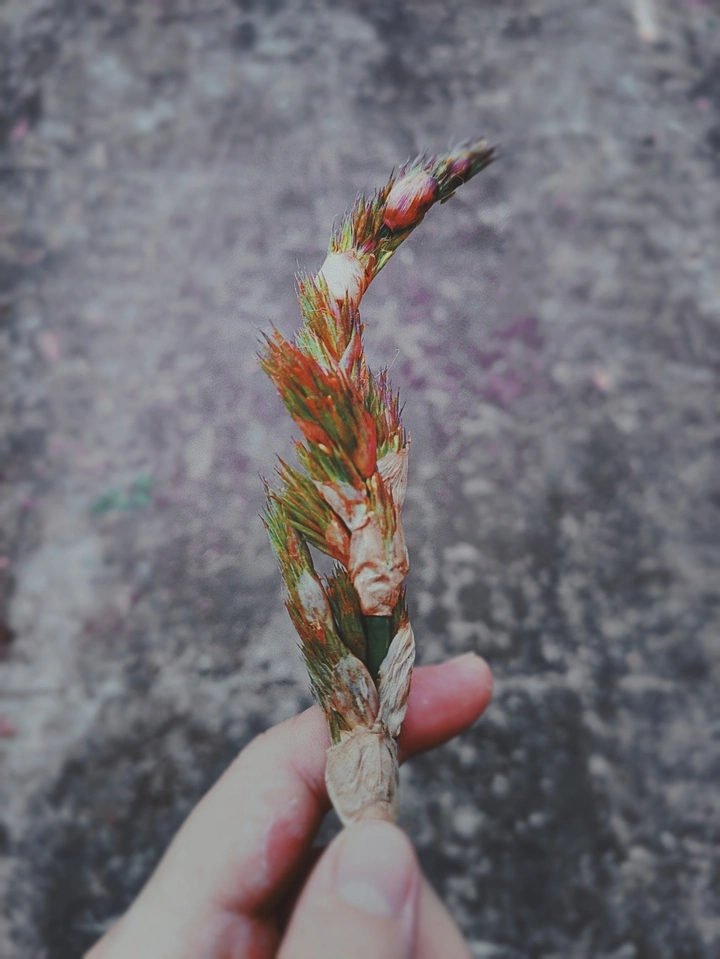 《大自然的独白》