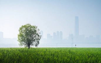 一棵树在草地上 有一把遮阳伞 背景是城市