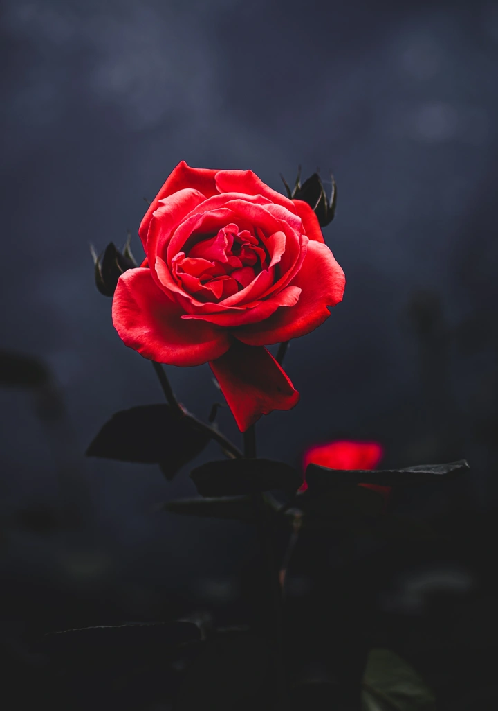 花热烈燃烧的是情欲
