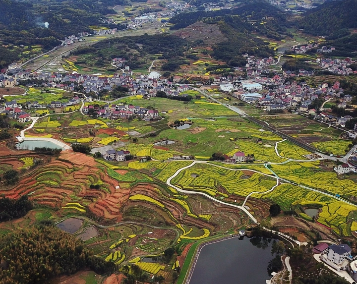 梯田油菜花