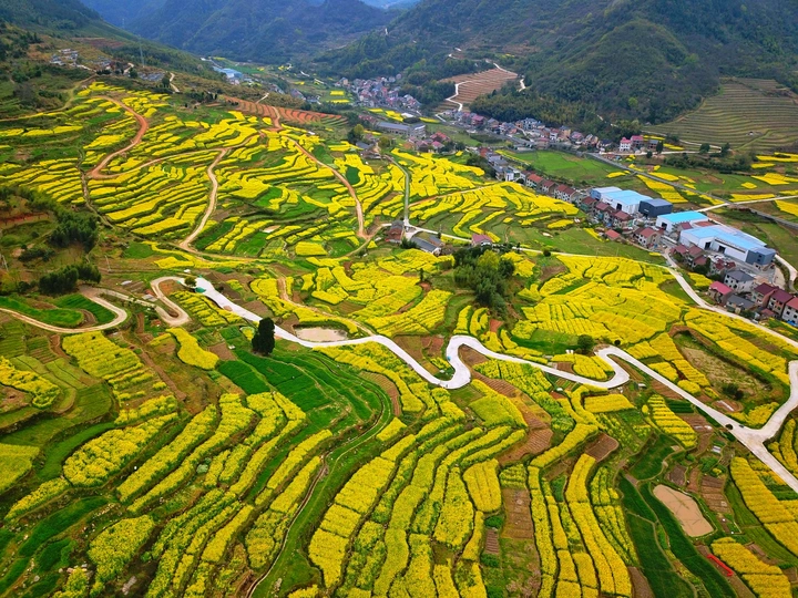 油菜花