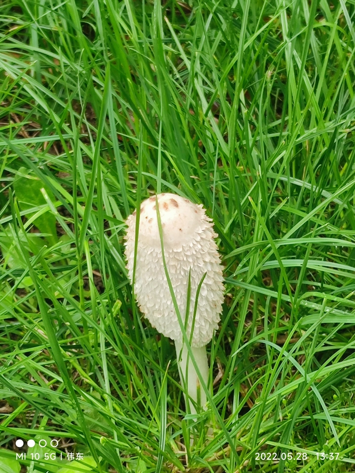 路边的小精灵