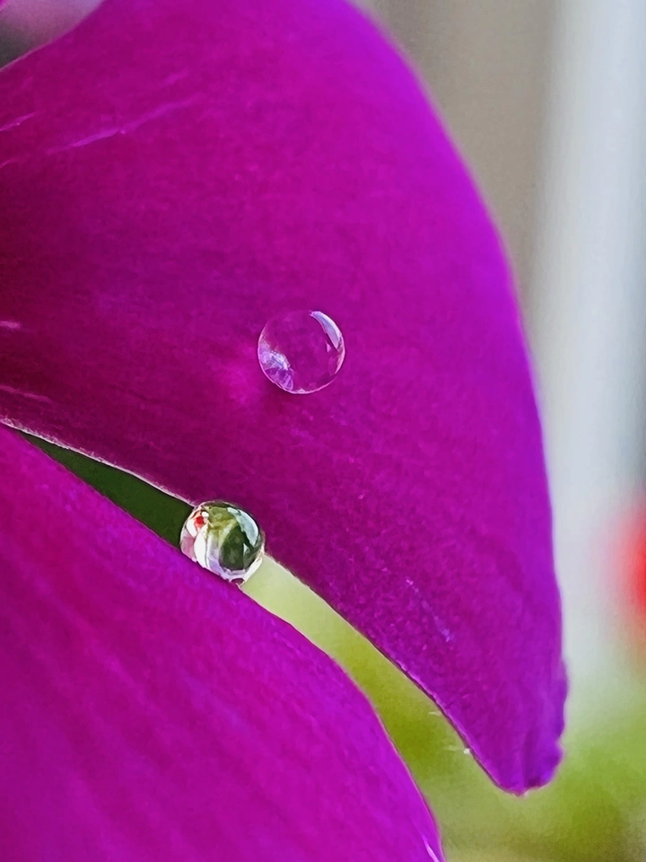 花季