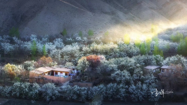 百年梨园