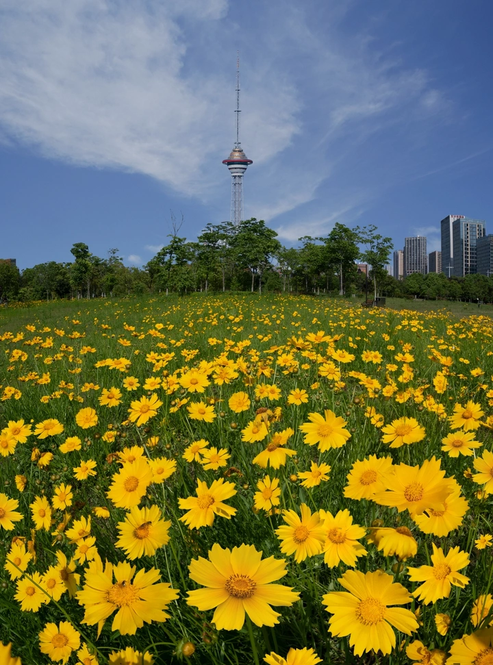 花丛与神农塔同框