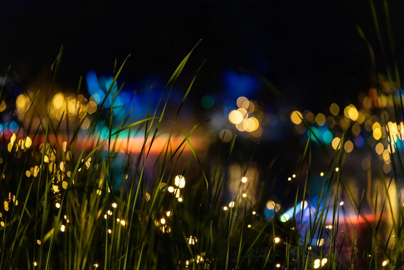 背景中有灯光的草丛