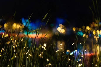 背景中有灯光的草丛