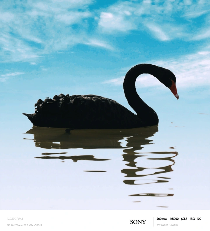 黑天鹅