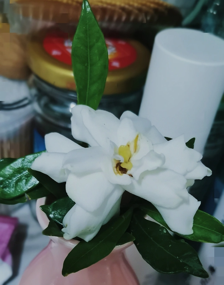 栀子花的白