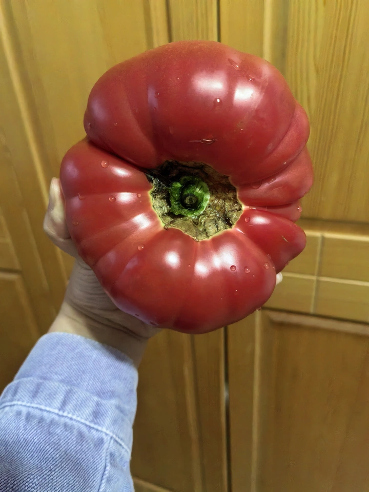 邪恶西红柿