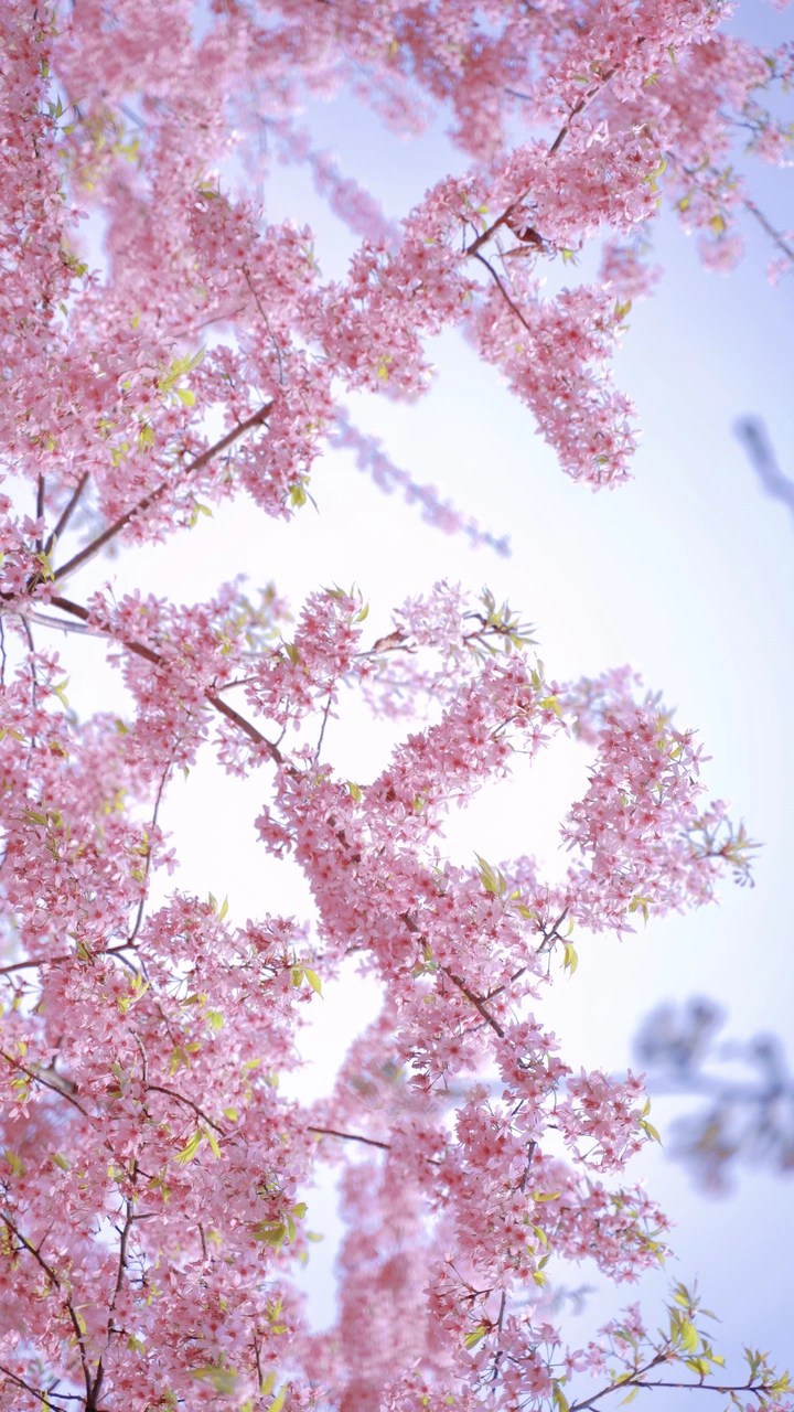 樱花季