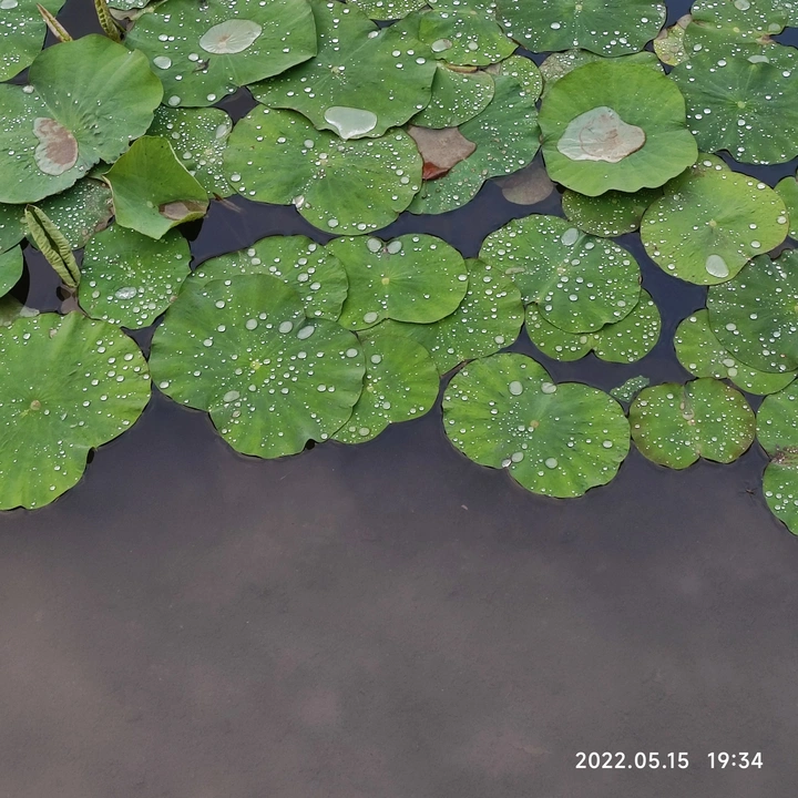 夏荷