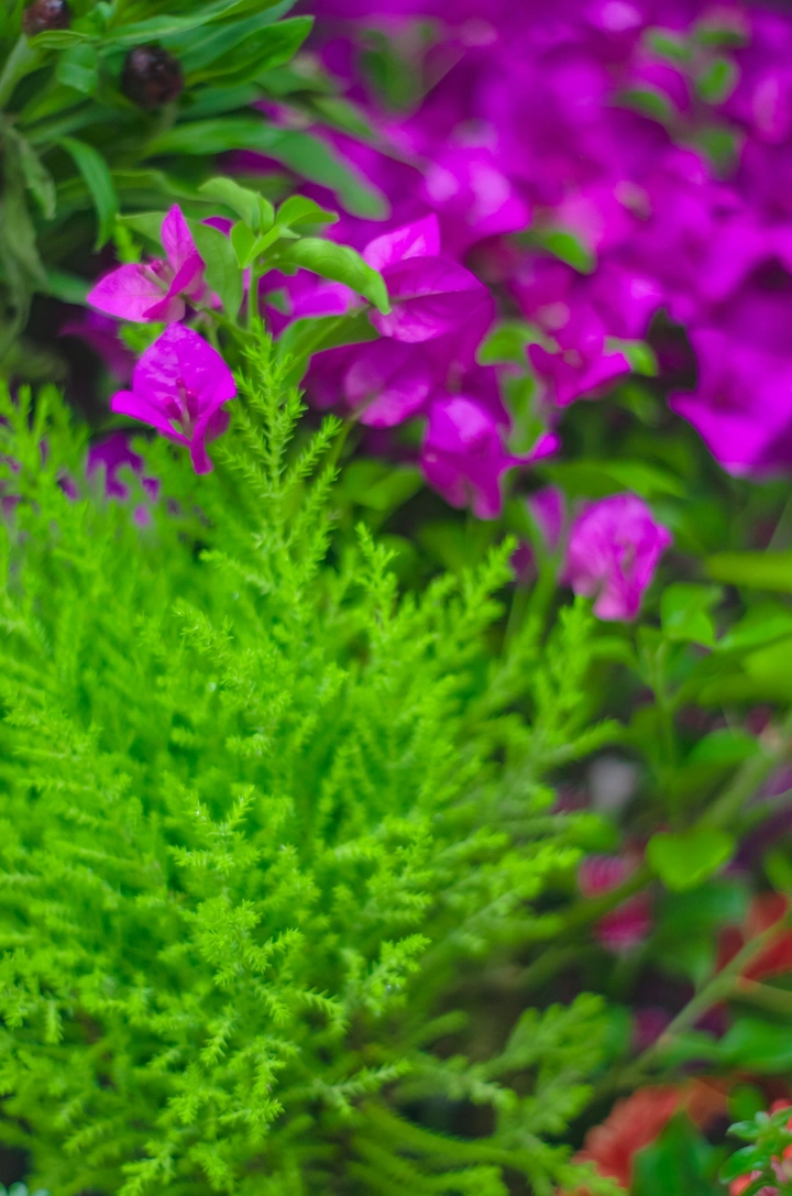 叶子花