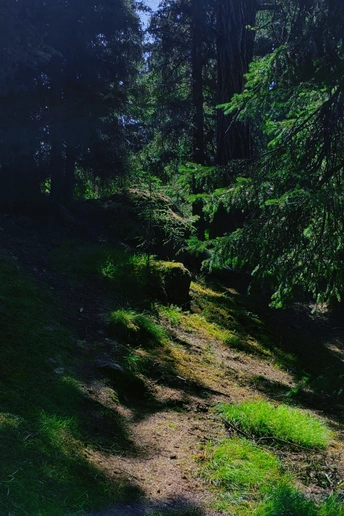 一只黑熊在森林里的小径上走 靠近树木。