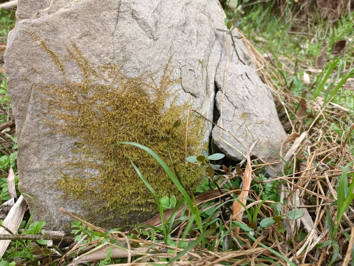 你知道苔藓吗？