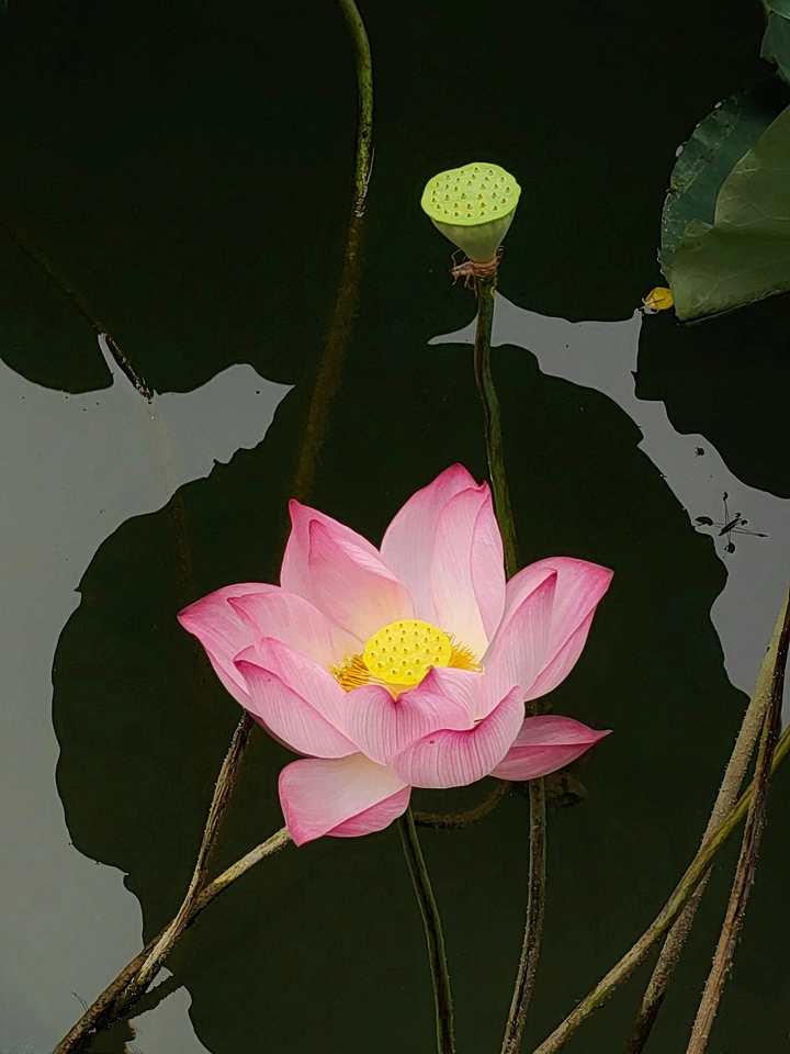 荷