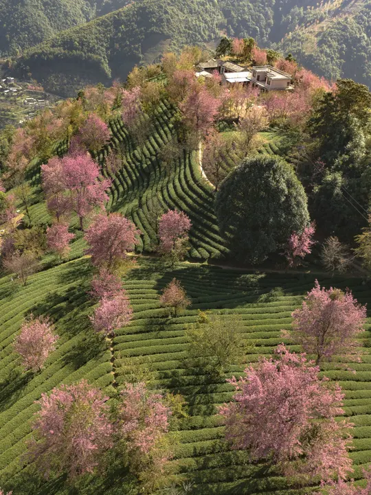 茶山上的茶园 前景有树。