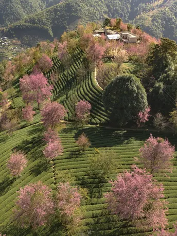 茶山上的茶园 前景有树。