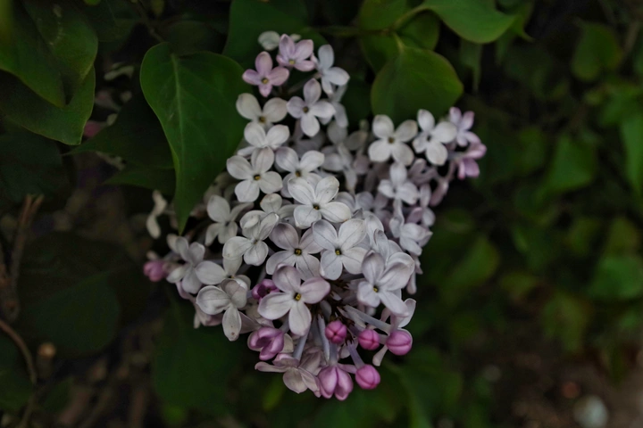 丁香花