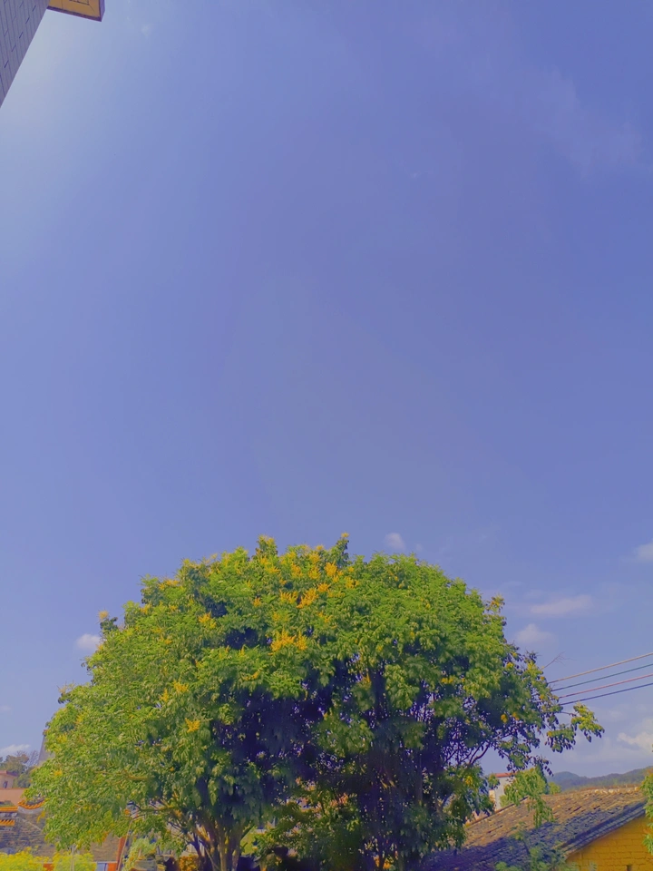 春 和 花