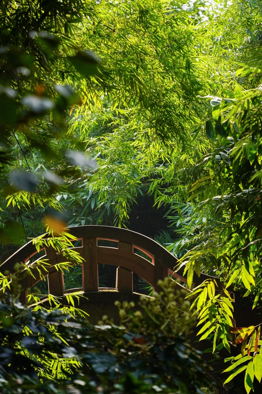 一座被绿树环绕的木桥在花园中