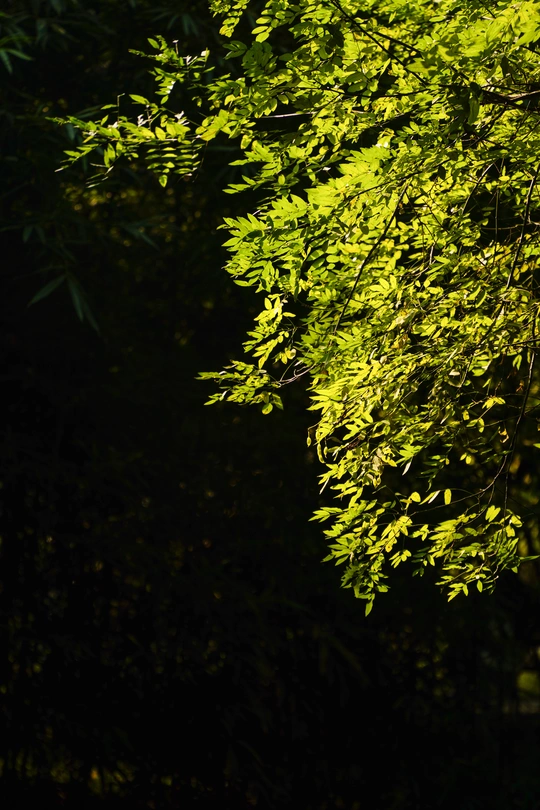 绿林中间的一个停车标志