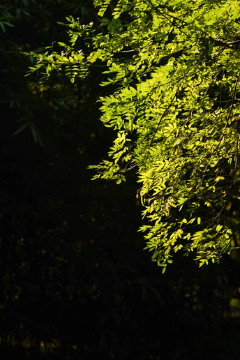 绿林中间的一个停车标志