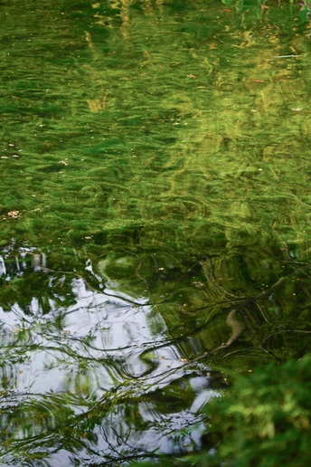 水面上的绿色树木的倒影