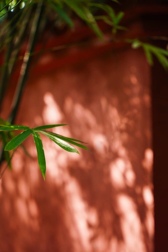 绿色植物在红色墙上投下阴影