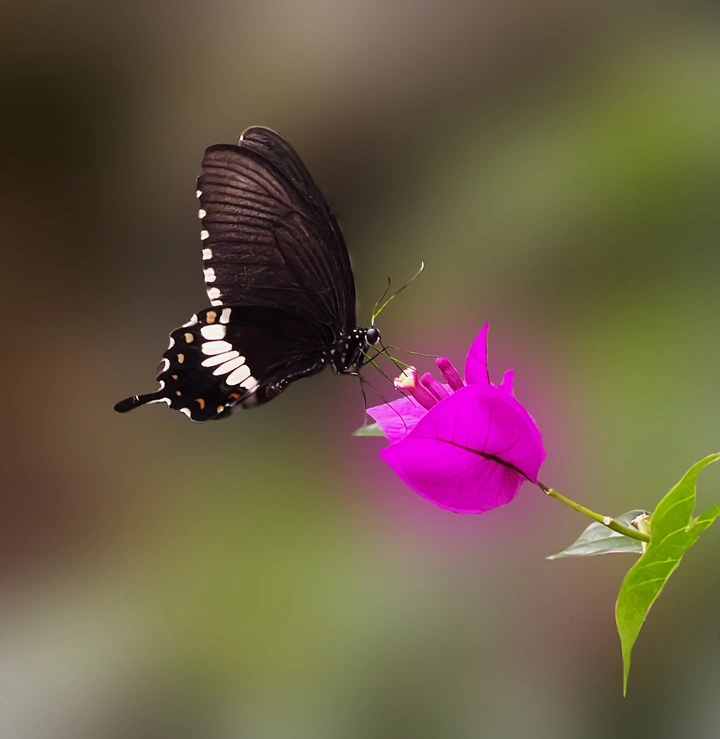 蝶恋花