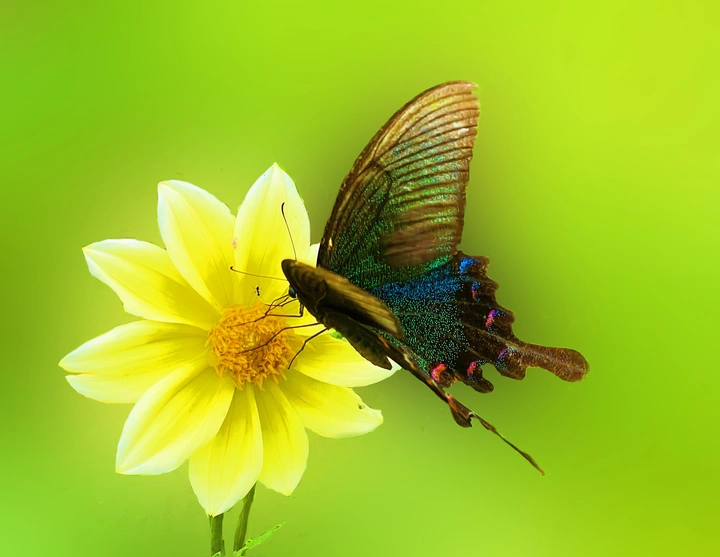 蝶恋花