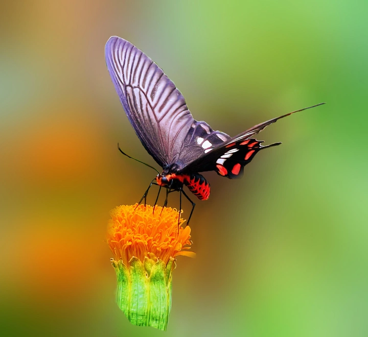 "蝴蝶为花醉,花却随风飞"