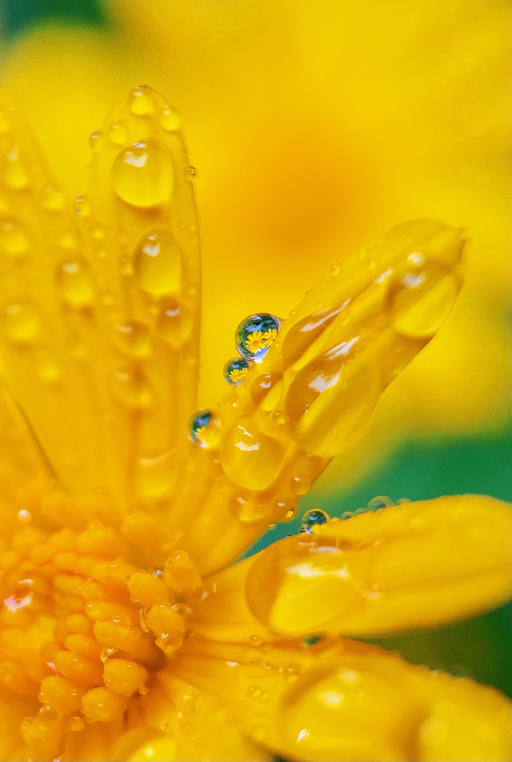 寒露节气