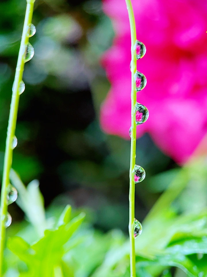今日寒露节气