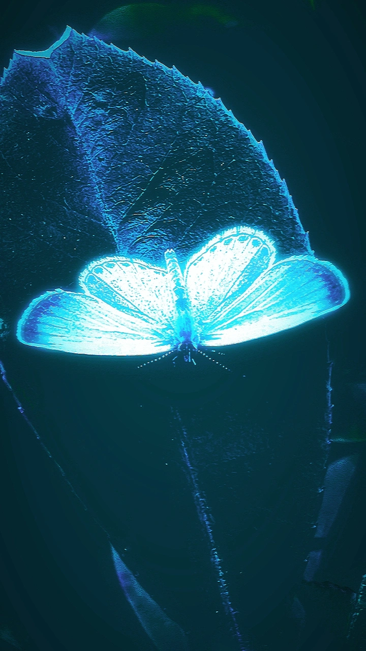 幻蝶
