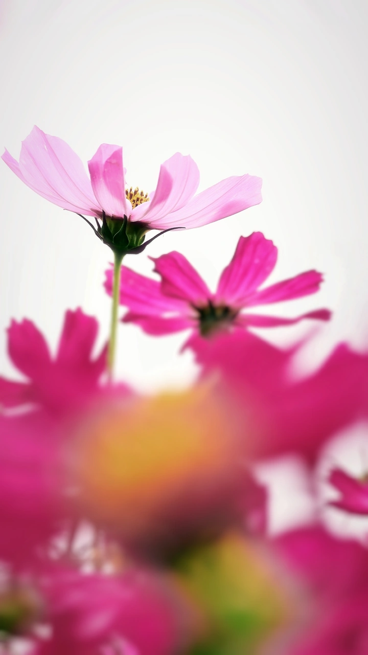 格桑花开
