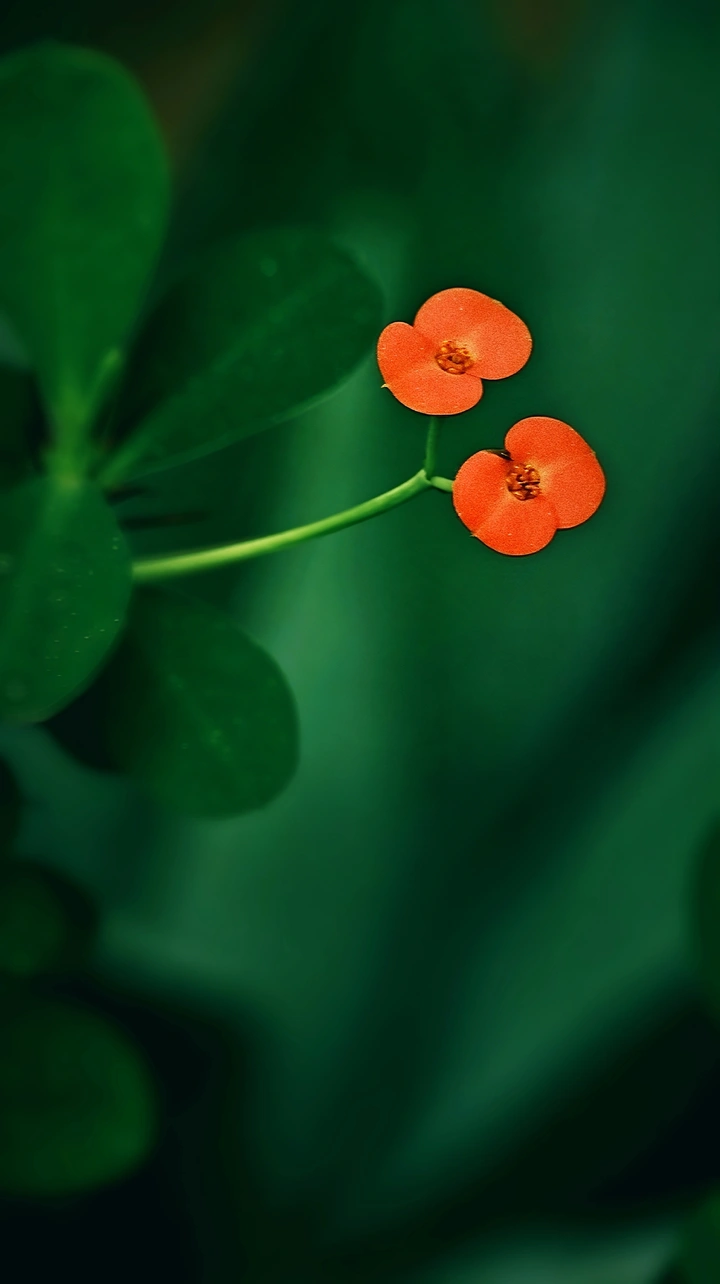 虎刺梅花开