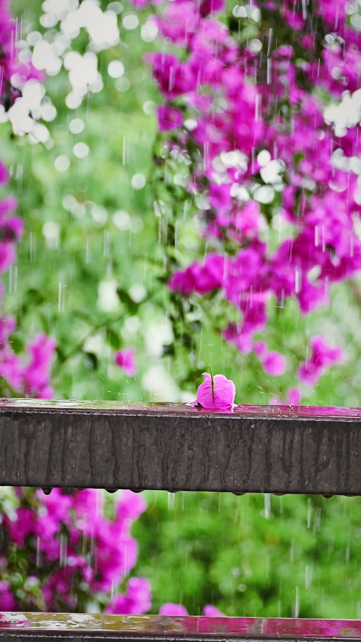 花开成景，花落成诗