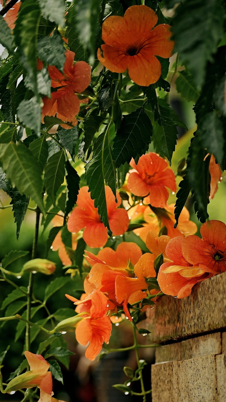 凌霄花