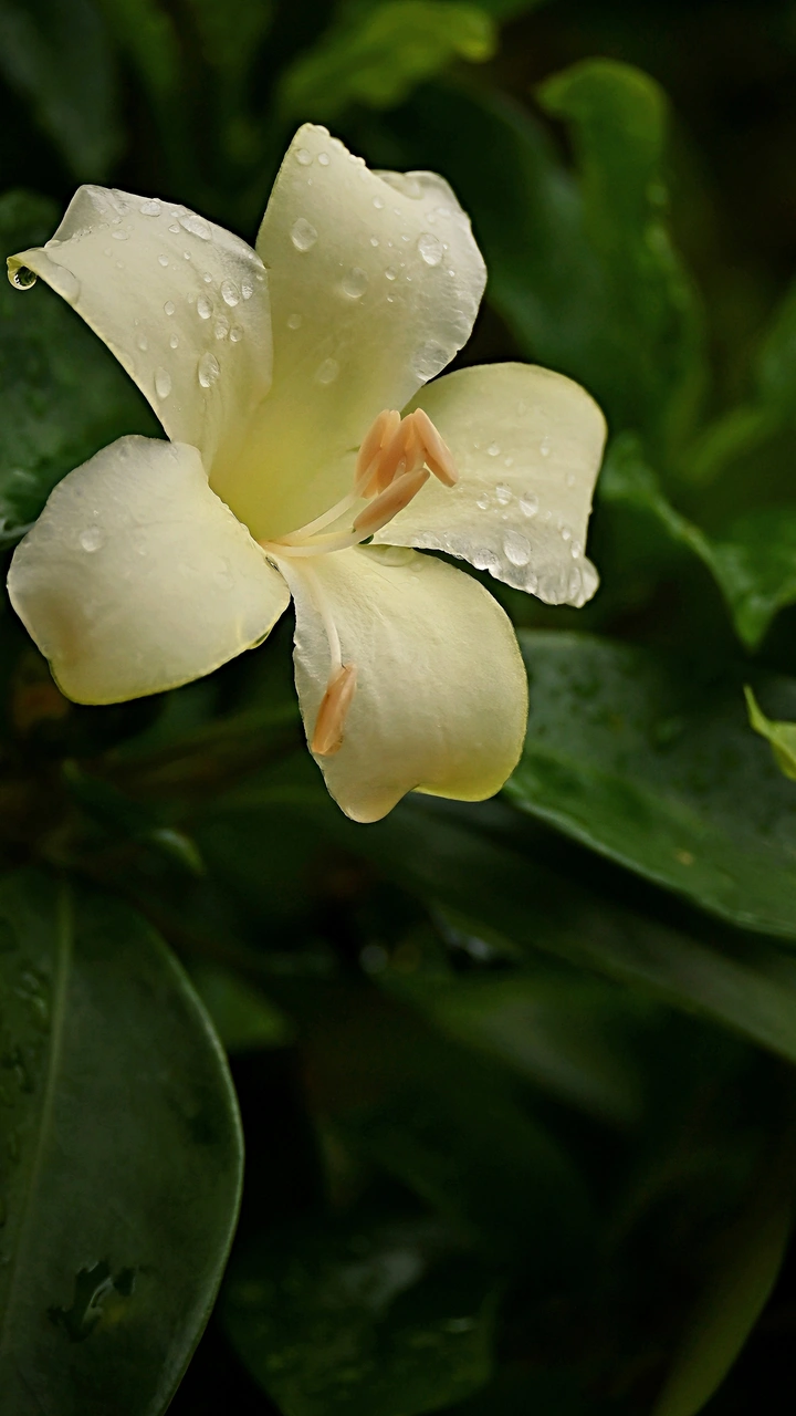 非洲茉莉