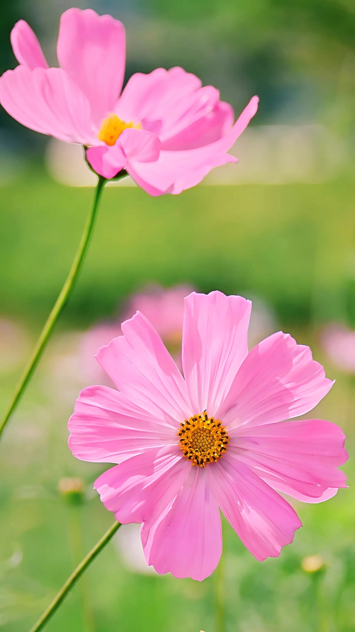 心花怒放