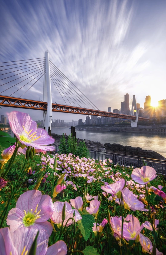 粉红色花朵的田野 背景中有桥和城市