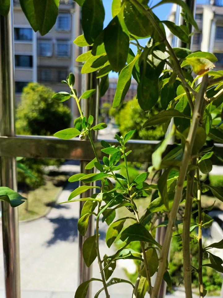 枸杞树